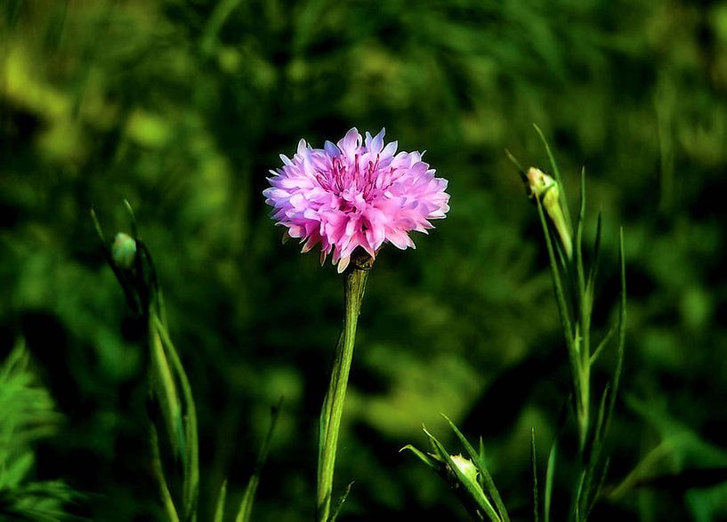 Wildflower by erikaktus gurun