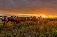 Zonsondergang in de polder von Wim Kanis Miniaturansicht