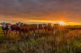 Zonsondergang in de polder