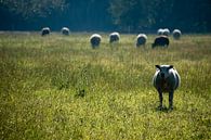 Een kudde schapen in het grasland in de vroege morgen van Case Hydell thumbnail