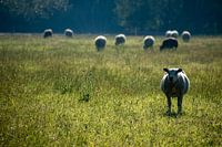 A flock of sheep in the meadow in the early morning