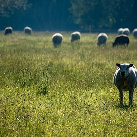Een kudde schapen in het grasland in de vroege morgen van Case Hydell