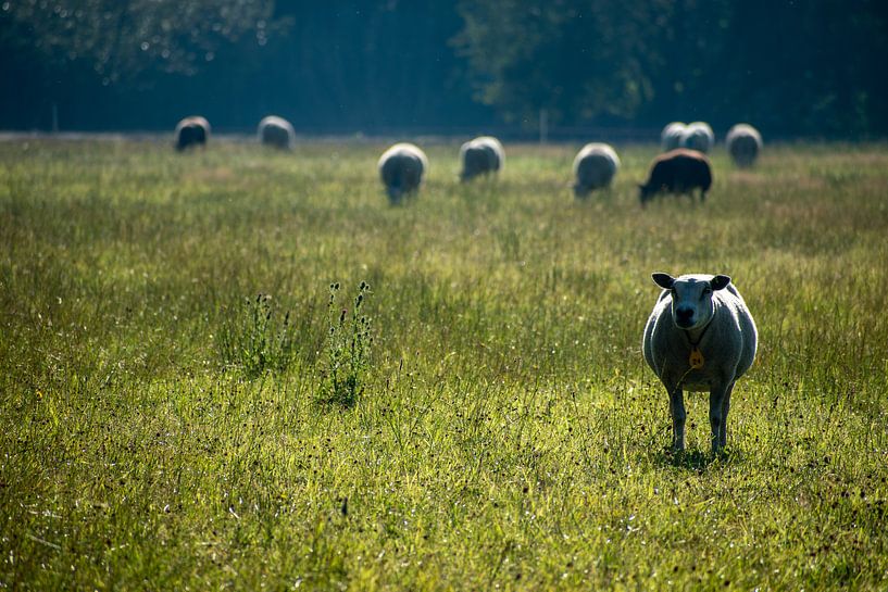 Een kudde schapen in het grasland in de vroege morgen van Case Hydell