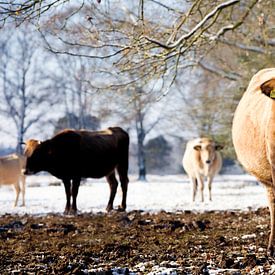 nederlands winterlandschap van hesterheleen fotografie