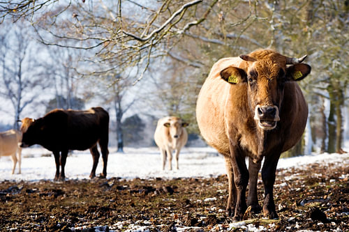 nederlands winterlandschap