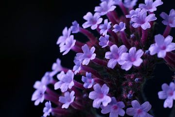Paarse Verbena bonariensis Bloemen van Imladris Images