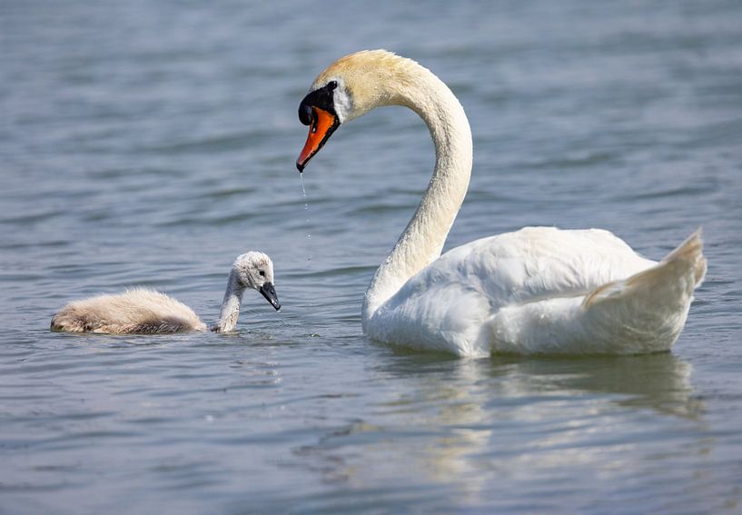 Swan with swan chicks by Andreas Müller