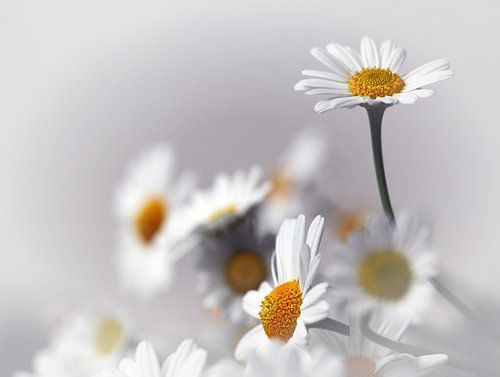 Margrieten  Leucanthemum vulgare