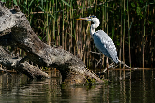 The Delta Hunter: Heron's Edge von Johannes Jongsma
