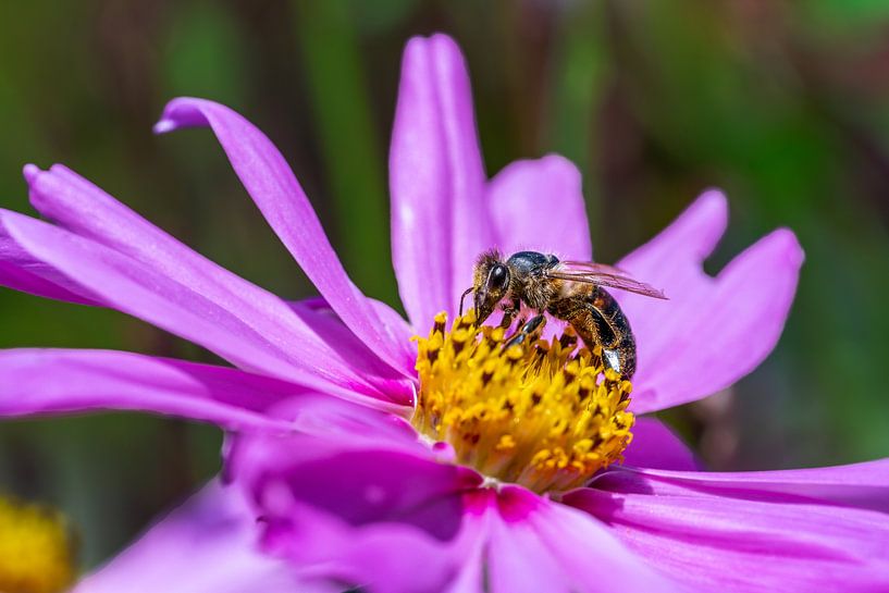 Macro of a bee on a pink dahlia flower by ManfredFotos