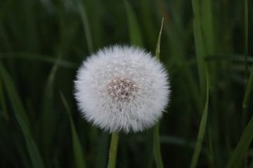 paardenbloem von robert van Middelkoop