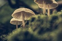 Paddenstoelen