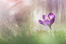 crocus by Peter Ruijs