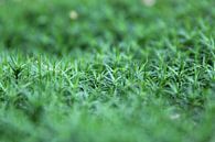 Close-up green ground cover by Sander de Jong thumbnail