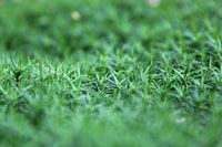 Close-up green ground cover