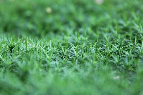 Close-up green ground cover by Sander de Jong