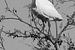 Vogels | Punky lepelaar - zwart-wit van Servan Ott