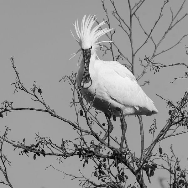 Oiseaux | Spatule Punky - noir et blanc par Servan Ott