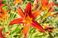 Kleurrijke bloem