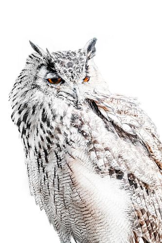 Uil in Witte Stilte Intense Blik met Grafisch Detail