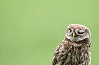 Un hibou qui fait un clin d'œil