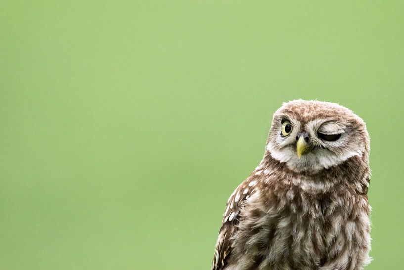 An owl winking by Nicky Depypere