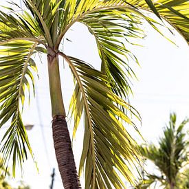 Palm Tree by Berdien Hulsdouw