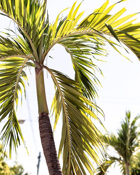 Palm Tree by Berdien Hulsdouw