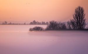 Winteravond Oostvaardersplassen van Danny Slijfer Natuurfotografie