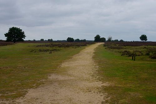 Een zandpad over de Ermelosche Heide