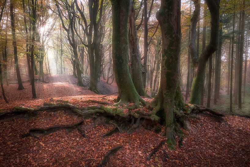 Rooted by Roelof Nijholt