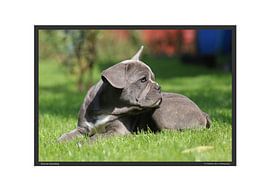 Französische Bulldogge - DIN A2