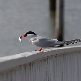 Küstenseeschwalbe von Matthias Brix
