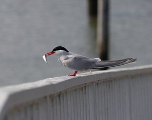 Küstenseeschwalbe