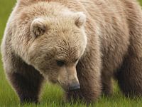 Grizzly bear