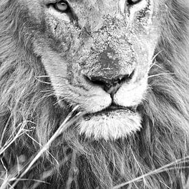 Mighty Lion black and white