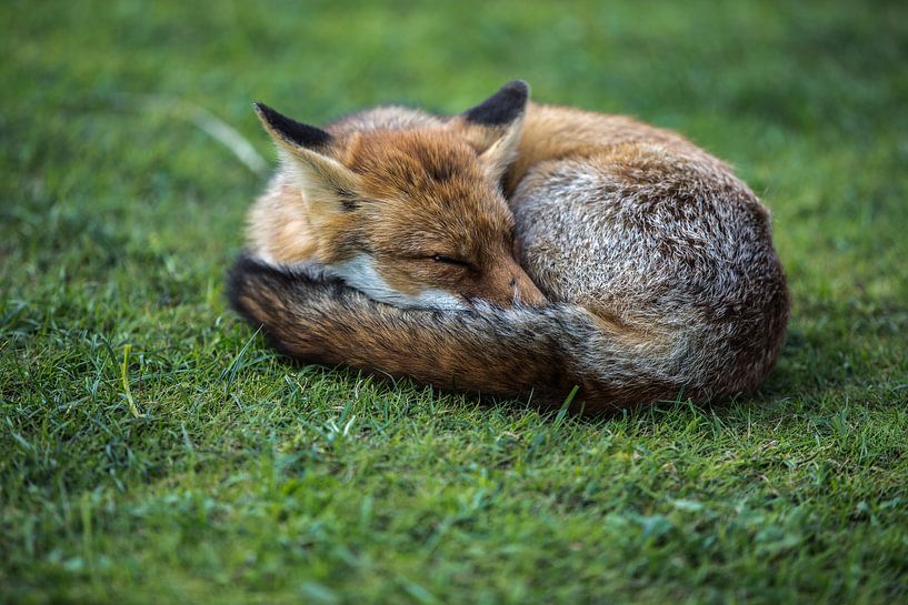 sleeping beauty  by Robin Smit