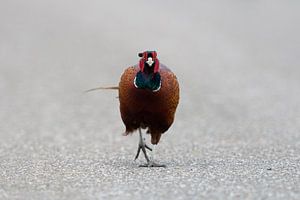 Jagdfasan ( Phasianus colchicus ) läuft auf einer Strasse