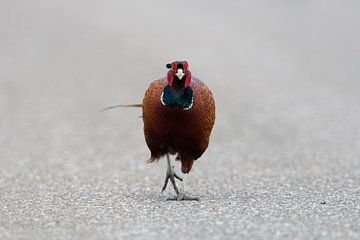 Ring-necked Pheasant ( Phasianus colchicus ) running on a road