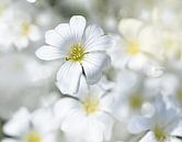 Viltige hoornbloem op een mooie lentedag ( Cerastium tomentosum) van Flower and Art thumbnail