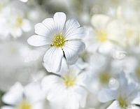 Viltige hoornbloem op een mooie lentedag ( Cerastium tomentosum)