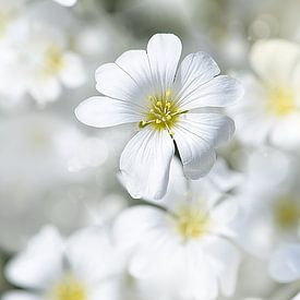 Viltige hoornbloem op een mooie lentedag ( Cerastium tomentosum) van Flower and Art