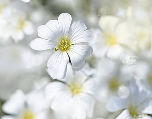 Bleuet charnu par un beau matin de printemps (Cerastium tomentosum) sur Flower and Art