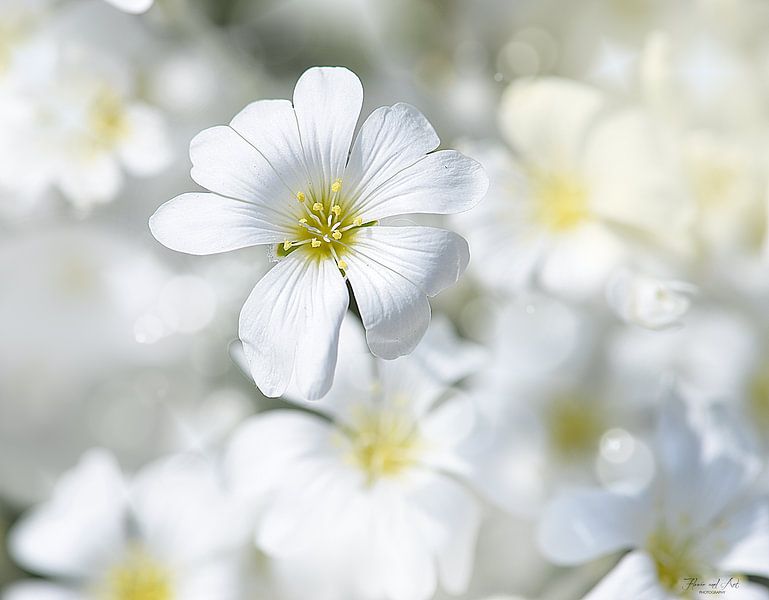 Viltige hoornbloem op een mooie lentedag ( Cerastium tomentosum) van Flower and Art