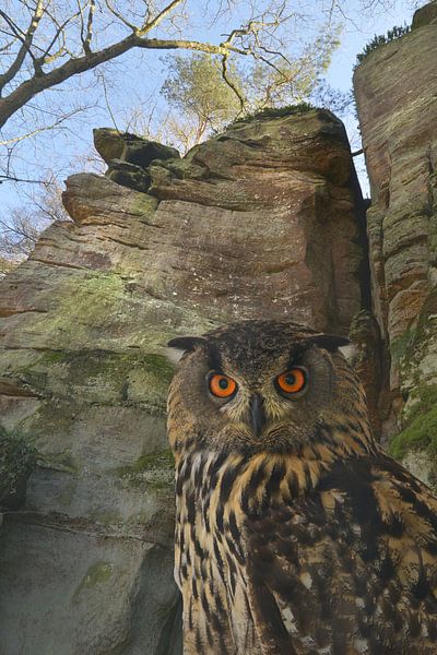 Eagle owl by Dieter Beselt