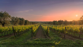 Bolgheri Vineyard Rows Sunset, Castagneto Carducci, Tuscany