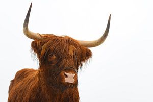 Portret van een Schotse hooglander koe van Sjoerd van der Wal Fotografie