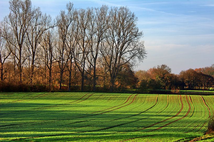 Ahsen van Edgar Schermaul