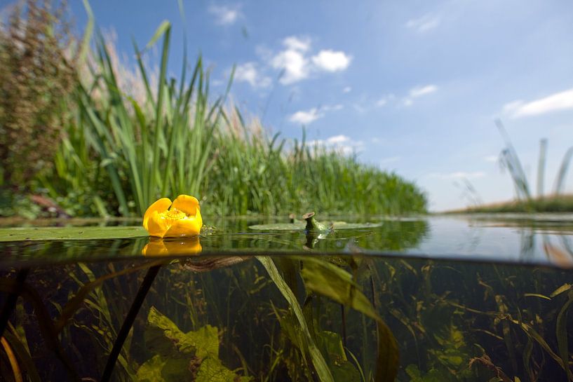 Flowering yellow plump in farm ditch by Matthijs de Vos