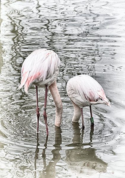 Flamengo in  het water van Erik Reijnders